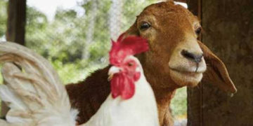 அசைவ ஆபத்து!