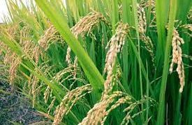 நாளை கடைசி நாள்… பயிர்க் காப்பீடு செஞ்சிட்டீங்களா?